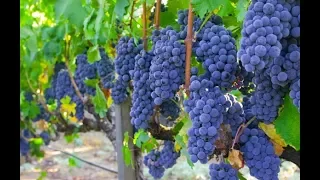 🍇 О происхождении винограда Изабелла / ЕДА, ПИТАНИЕ 🍷