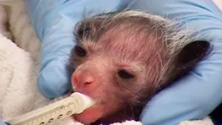 Encouraging A New-Born Aye-Aye To Feed | Nature's Miracle Babies | BBC Earth