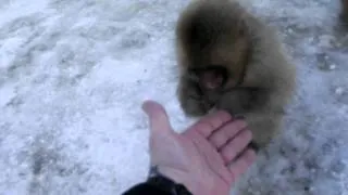 Japanese macaque snow monkeys 4