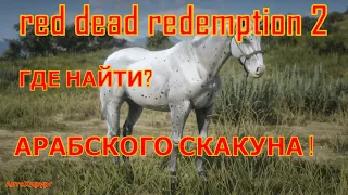 Где найти лучшую лошадь в RDR 2 — Арабского жеребца