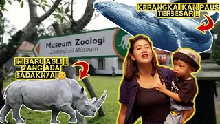 MUSEUM ZOOLOGI BOGOR | Kerangka Ikan Paus Terbesar Dan Ini Asli Ada Badaknya | birruandfam