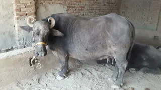 buffalo meeting first time