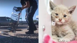 Amazing rescue: Kitten saved from Phoenix storm drain