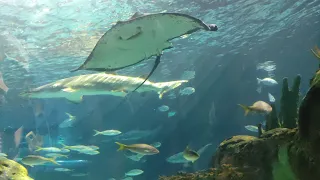 Aquarium Toronto, Canada. Акваріум в Торонто. Канада