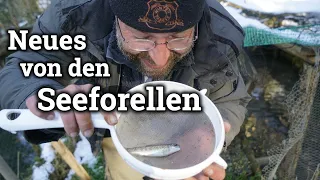 Forelleneier pflegen und Update von den Seeforellen