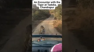 "Witness a Wild Tiger roaring Live" Wow moment, Tadoba, chandrapur. #tiger #Tadoba #prafullujagare