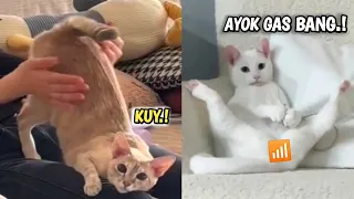 TAHAN TAWA.!😂 12 Menit Video Kucing Lucu Banget Bikin Ketawa Ngakak Terbaru #Eps_04 .! funny video