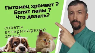 Лечение хромоты у собак и кошек