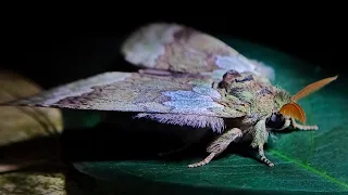 Prominent Moth(Netria viridescens)vibrates its wings before flight.Description to know more #learn