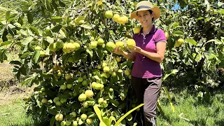 Como plantar Goiabas Gigantes que produzem muito