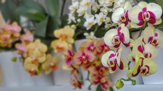 ХОЛИТЬ орхидеи ЛЕЛЕЯТЬ! ПОДКОРМКА орхидеи КОПЕЙКИ! какие ВНОСИТЬ удобрения орхидеи! СКОРАЯ орхидеи!
