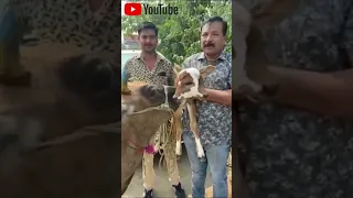 cow has two head Farmer Shocked When Cow Gives Birth to Two-Faced Calf  #shorts #virals #cow