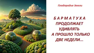 БАРМАТУХА в действии. Оживают даже увядающие растения №521/24