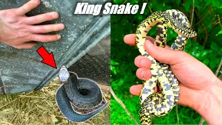 Finding Snakes Under Hurricane Debris! (Cottonmouths in the Trees!)