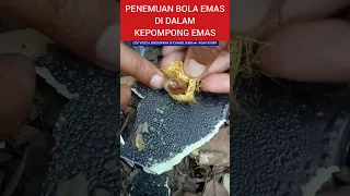 PENEMUAN BOLA EMAS DI DALAM KEPOMPONG EMAS #beritaviral #viral #hiburan #parodi #drama #misteri