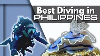 Is this the BEST SCUBA DIVING IN PHILIPPINES? 5 New Species this week