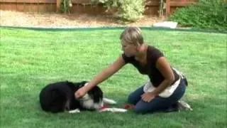 Dog training-Rollover- dogclassonline.com