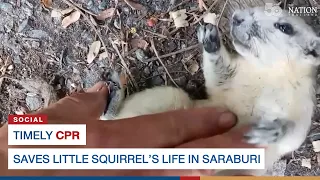 Timely CPR saves little squirrel's life in Saraburi | The Nation Thailand