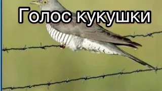 Голоса птиц   Голос кукушки