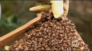 Apicultura, una actividad que toma fuerza en Colombia por su rentabilidad - La Finca de Hoy