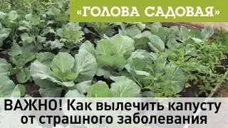 Голова садовая - ВАЖНО! Как вылечить капусту от страшного заболевания