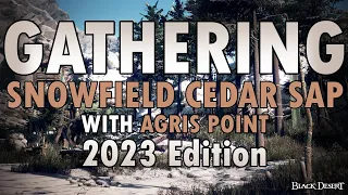 Black Desert Online Gathering - Snowfield Cedar Sap - 1 hour - 2023 Edition