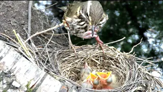 Дрозд кормит птенцов, Chicks of Redwing