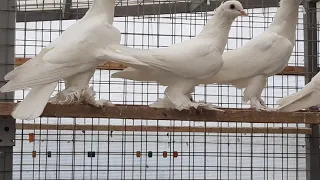 Агасиевские голуби, ленинаканские голуби в Москве