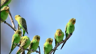 Budgies birds roaming in the open sky.  Amazing beauty to see.#cityofbirds January 15, 2024