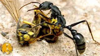 Reasons Why All Insects Are Afraid Of Ants
