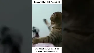 Funny TikTok Cat Videos #7 - #shorts