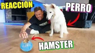 Reacción de Alma al ver hamster la mascota de Las Ratitas!! Itarte Vlogs