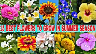 15 BEST SUMMER FLOWERS.....List of best summer flower plants...