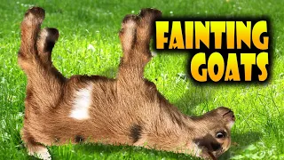 Top 40 Fainting Goats Very Funny Compilation 🐐😂 Goats Fainting Videos