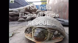 Film on turtle Trade and Rescue - Save the Turtles