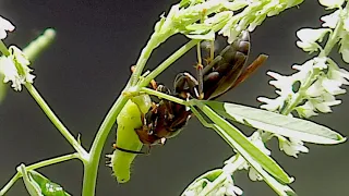 Metricus Paper Wasp mbo blog