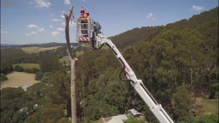 Tree Removal Works Filmed by a drone