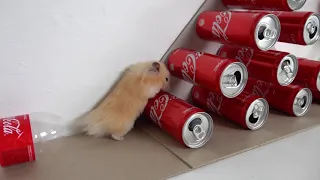 (NEW) My Funny Pet Hamster takes on the COCA COLA Obstacle Course ep.13 TSLH (HD)