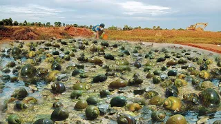 Wow wow Amazing fishing skill !! Fisherman found and catch lots of crabs and snails at special place