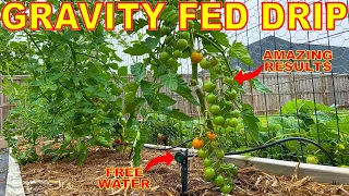 Water And Fertilize Your Garden For FREE With This Gravity Fed Drip Irrigation System!