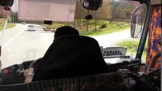 Абхазия коровы на дороге регулируют движение