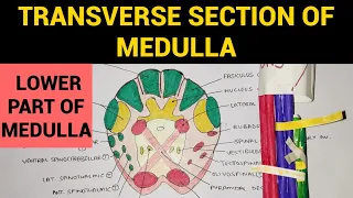 Transverse Section of Medulla - 1 | T.S of Lower Part of Medulla at Pyramidal Decussation