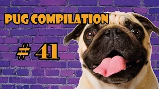 Pug Compilation 41 - Funny Dogs but only Pug Videos | Instapugs