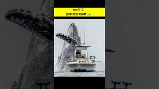 whale fish 🐋 | whale jump😱 | इतना बड़ा मछली 😲 / #whale #jump #bigfish