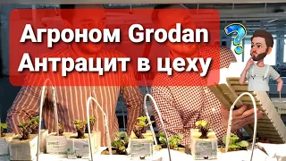 КЛУБНИКА НА КАМЕННОЙ ВАТЕ GRODAN  КОНСУЛЬТАЦИЯ АГРОНОМА  АНТРАЦИТ В ЦЕХУ