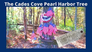 The Pearl Harbor Tree In Cades Cove