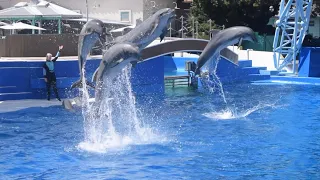 Dolphin Adventures Show at SeaWorld San Diego August 23, 2023 (11am)