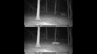 Coyote and Bobcat 6 minutes apart