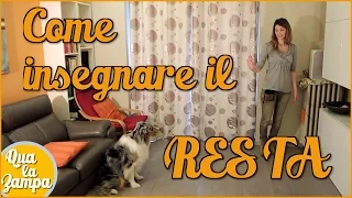 COME INSEGNARE AL CANE IL "RESTA" - Addestramento Educazione cani n° 22 | Qua la Zampa #CANE #CANI