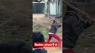 Dangerous monkey attack in village😨😰😱 #monkey #villagevlog #villagelife #attack #animals #danger